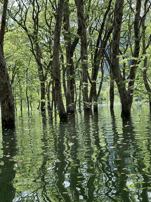 【白川湖の水没林】山形県飯豊町の2か月限定観光スポットとは？水没林を楽しめる体験もご紹介！