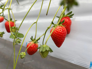 千葉県野田市のいちご狩り2026｜「コロコロいちごファーム ガーデン」がおすすめ！