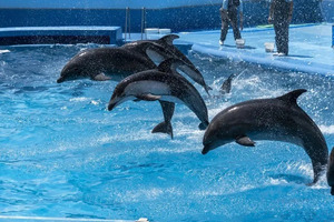 新潟｜1泊2日観光モデルコース 車なしで巡る定番プラン