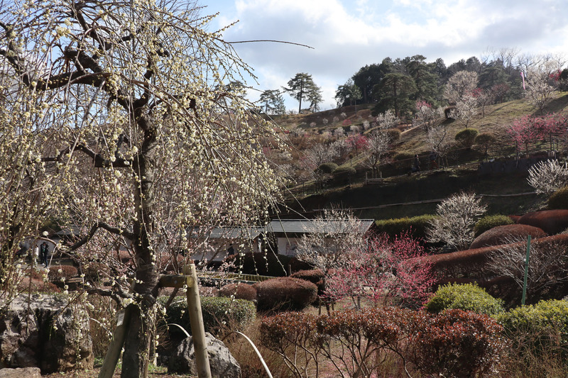 吉野梅郷梅まつり2026