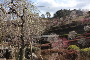 東京から日帰りで楽しむ青梅の梅｜梅の公園＆吉野梅郷梅まつり2026の見頃・アクセス