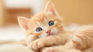 【2026年】2月22日は猫の日！猫好き必見の厳選猫グッズを紹介