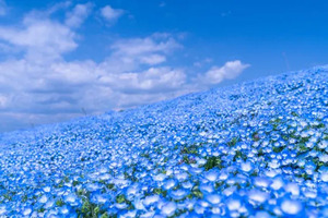 2026年のゴールデンウィークはいつ？見頃のネモフィラ畑・関東のおすすめ7選