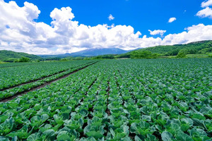 本当に涼しい避暑地はココ！草津・嬬恋編【避暑旅】