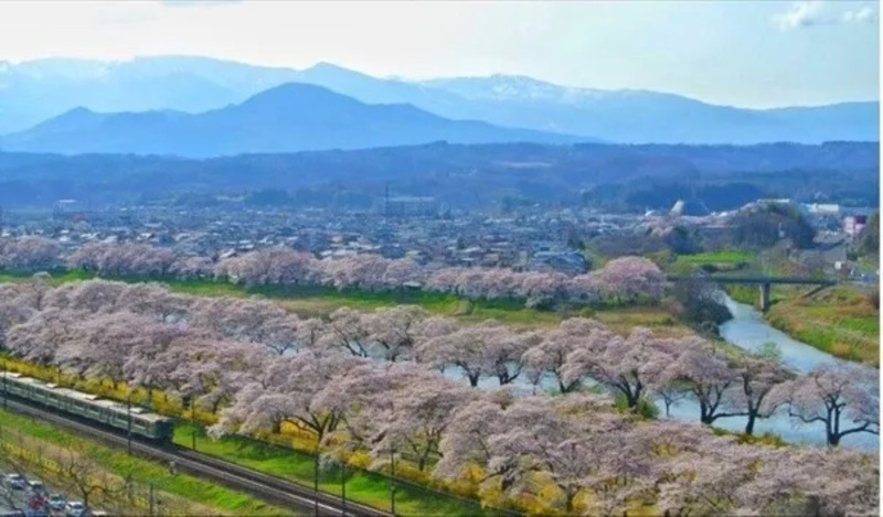 【2025年】白石川堤一目千本桜の見頃は?お花見にぴったりのおすすめのスイーツを乗務員が紹介!