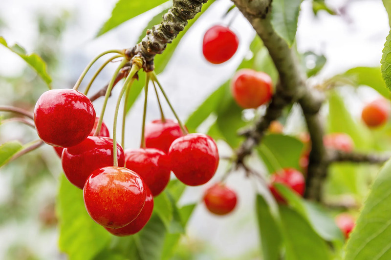 2025年【山形でさくらんぼ狩り】食べ放題やペットOKなど、さくらんぼ王国でおすすめの果樹園14選