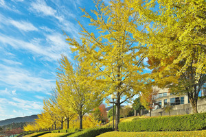 【2026年版】立冬とは？意味・日程・冬至との違い・食べ物を詳しく解説！