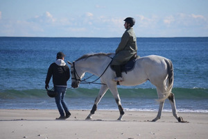 【福島県】南相馬の海辺で乗馬体験！「ホーストレッキング」で癒しの体験を！