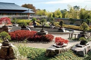 大宮盆栽美術館おすすめ情報と、お散歩にぴったりな大宮盆栽村