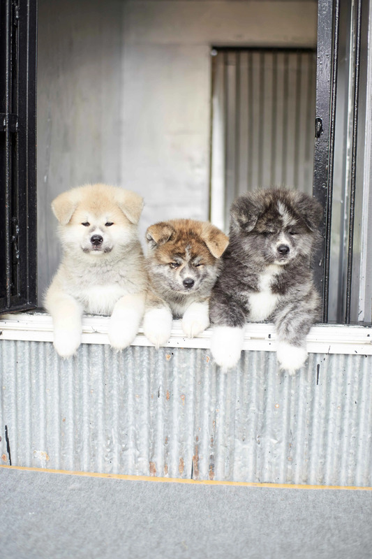 【秋田県版】秋田犬に会える＆秋田犬グッズが買えるスポット9選