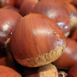 【栗の生産量日本一茨城県】栗の季節はいつ？美味しい栗の選び方と保存方法を紹介