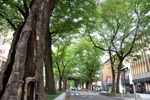 都会と自然が調和する暮らしやすい街！東京都府中市のふるさと納税で人気の返礼品をご紹介‼