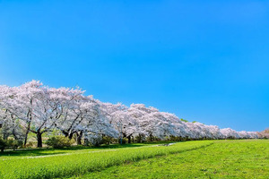 Explore Iconic Sakura Spots in Tohoku by Shinkansen