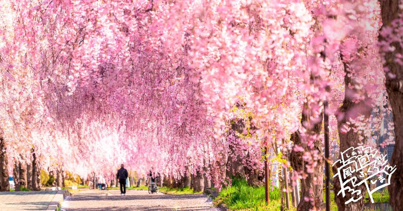 2026年に見るべき福島の桜10選 | JREメディア
