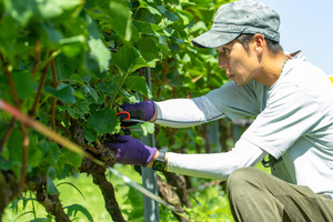 秋田駅で開催！「TOYOSHIMA FARMワイン＆ジュース テイスティングイベント2026」