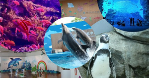 GWは仙台うみの杜水族館で決まり！