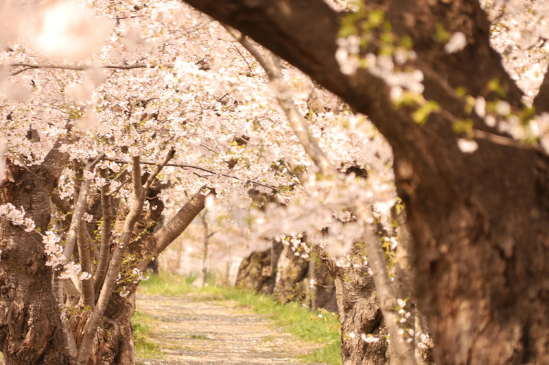 春爛漫！ 秋田と青森が誇る桜の名所とイベントへ | JREメディア