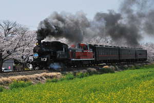 【いちご狩り2026】真岡鐵道のSL列車で行く桜のお花見&いちご狩りをご紹介！