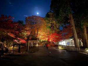 中尊寺「紅葉銀河」とは？幻想的なライトアップの見どころ