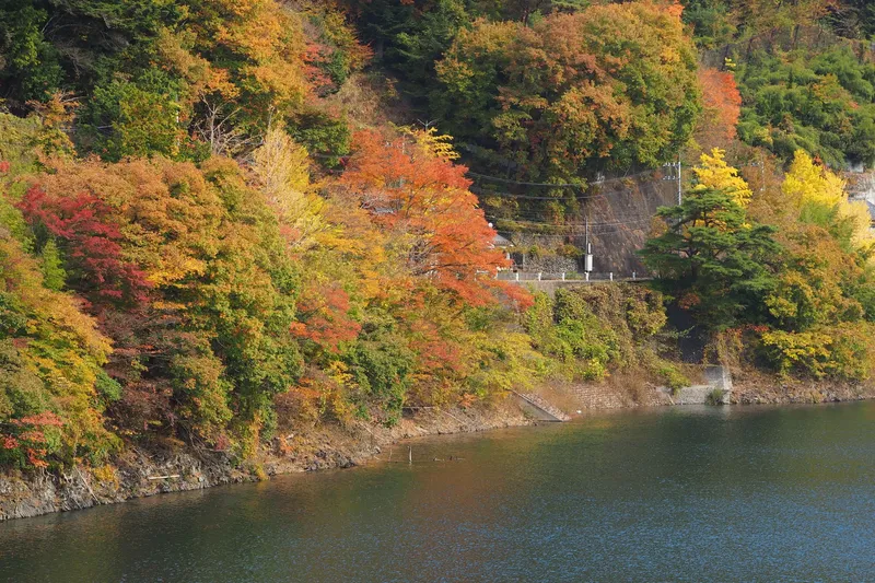 新酒・もみじ回遊号