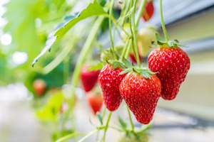 いちご狩り2026｜東京で電車OKのおすすめ5選！食べ放題・料金・品種まとめ