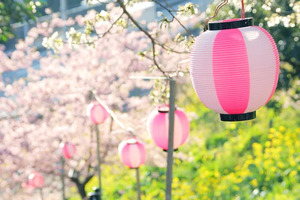 2026年春！首都圏近郊の桜まつり・梅まつり・ひな祭り｜河津桜まつり、桃源郷春祭り、富士芝桜まつりなど