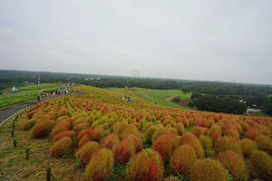 駅社員が行ってみた「国営ひたち海浜公園」～コキアだけじゃない魅力発見！～