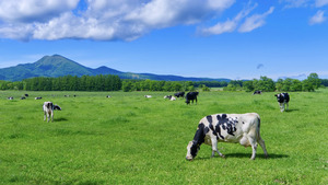 北海道の特産品で美食探訪！ふるさと納税で味わう絶品グルメ8選