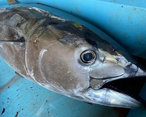 時短で鮮度を保ちながら美味しく「冷凍マグロ」を食べられる“氷水解凍法”を解説！マグロ漬け、マグロ丼にも大活躍！