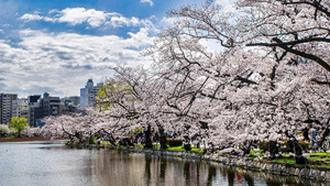 2026年 上野公園のお花見完全ガイド｜桜の名所・桜まつり・お弁当情報