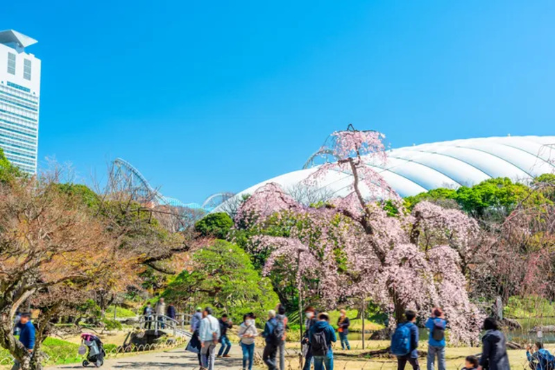 小石川後楽園花見,花見スポット,東京花見,