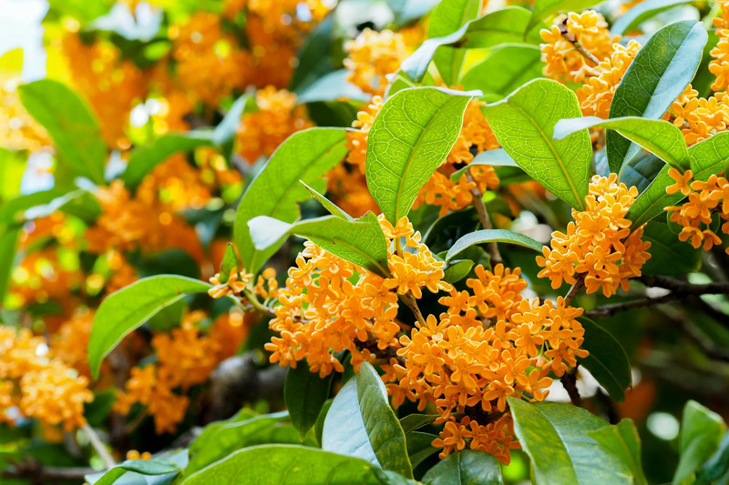 10月のイメージ画像
