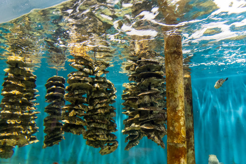 「牡蠣」のイメージ画像