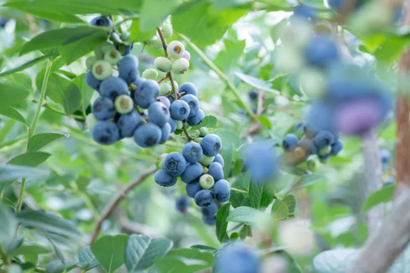 千葉 ブルーベリー狩り