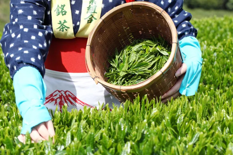 茶摘みの画像