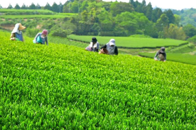 茶畑