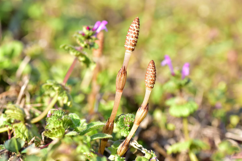 「春分の日」のイメージ画像