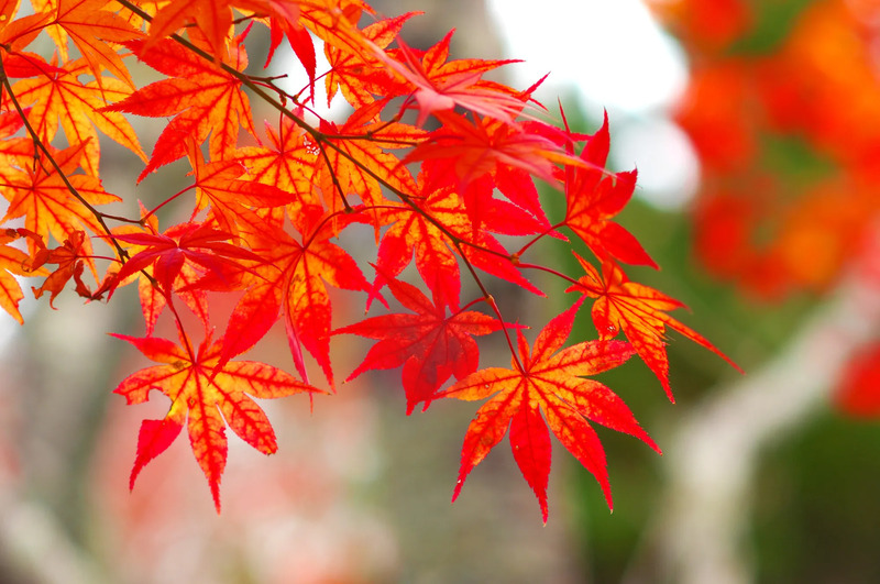 「立冬」のイメージ画像