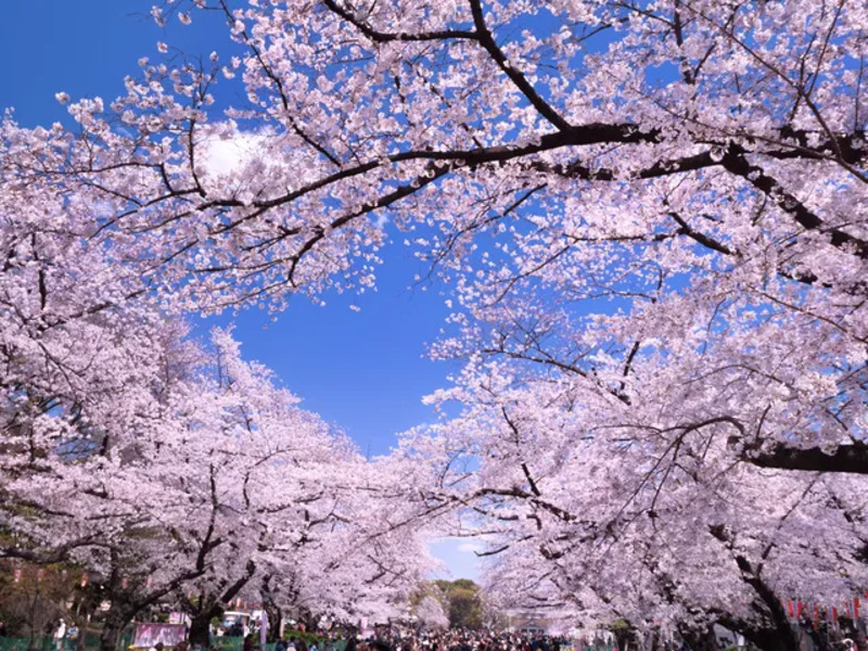 桜