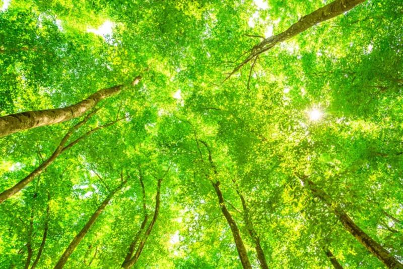 新緑のイメージ