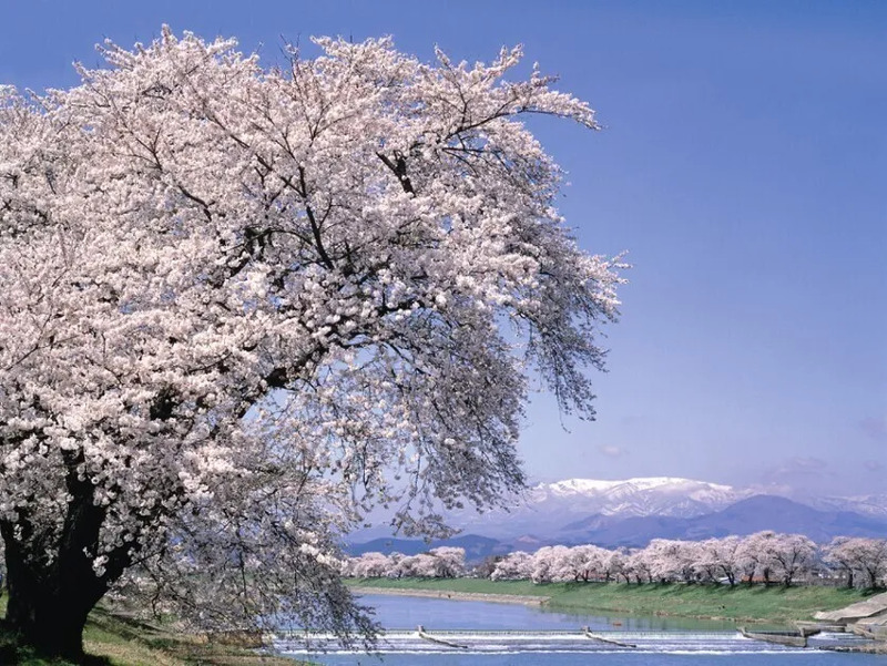 One of the most beautiful cherry blossom spots in | JRE MALL