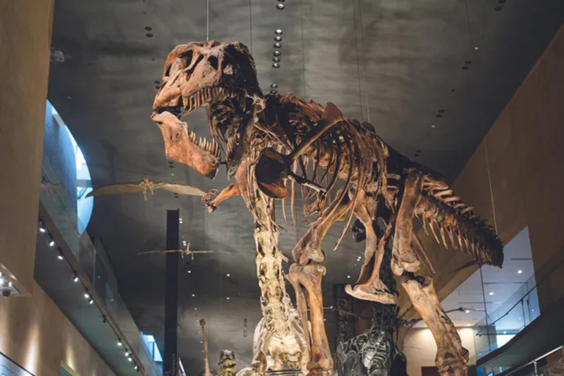 博物館のイメージ画像