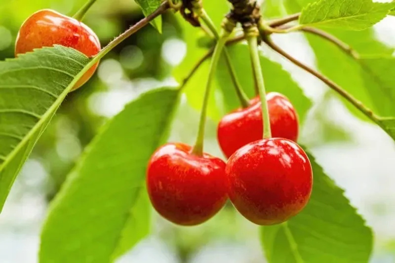 福島さくらんぼ狩り