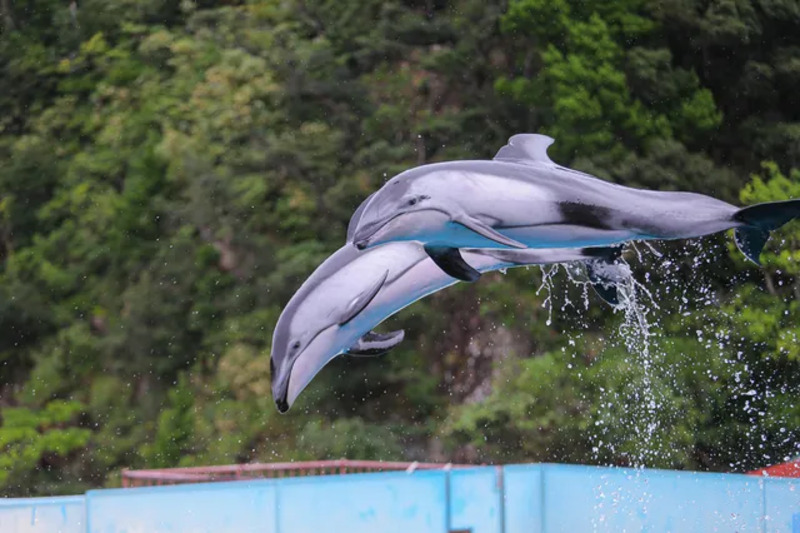 下田海中水族館の「イルカショー」 伊豆観光モデルコース