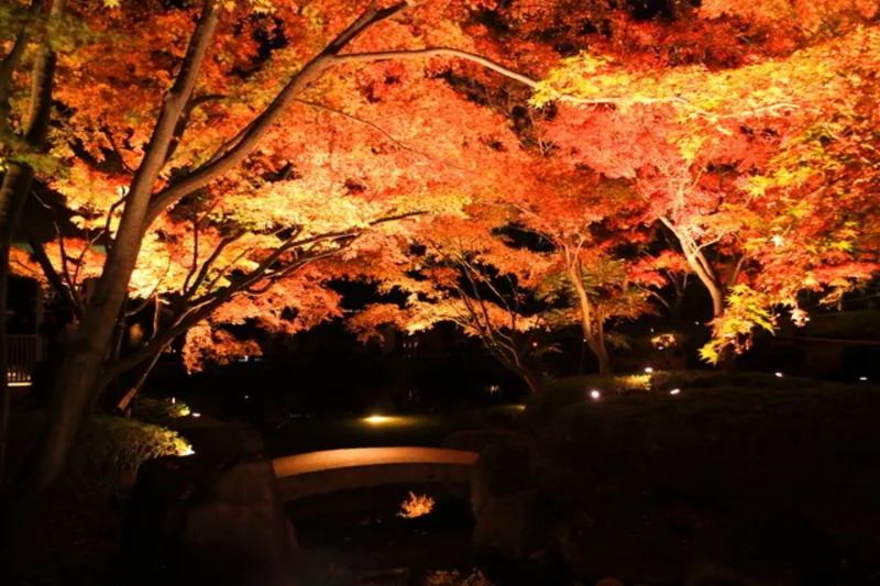 太田黒公園の紅葉ライトアップ