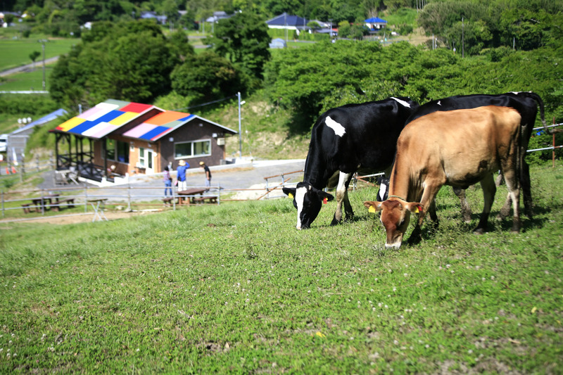 Tateyama MilkのCafe Calf Hatch Yohyo