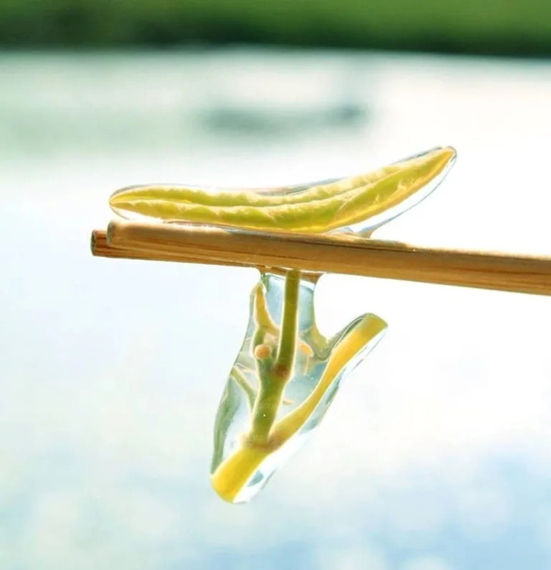 じゅんさい、リゾートしらかみ、秋田