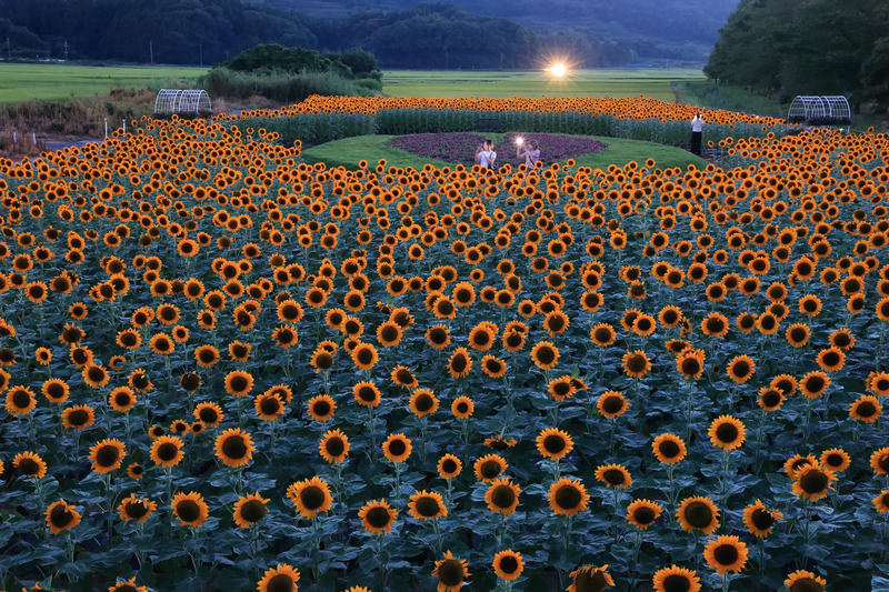 上堰潟公園「ひまわり畑」(画像提供：新潟市西蒲区)