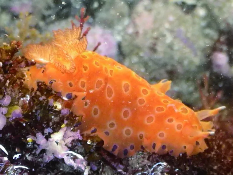 生き物
