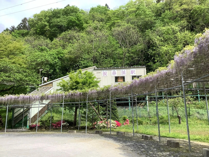 藤の季節の猊鼻渓駅